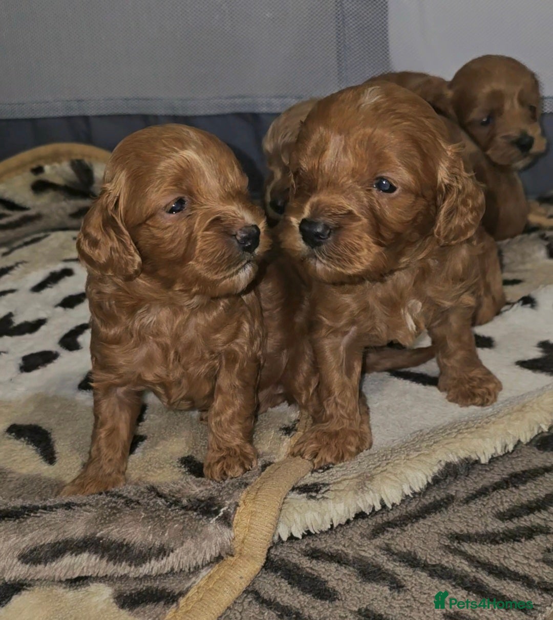 Cockapoo dogs for sale: Cockapoo puppies - Image 8