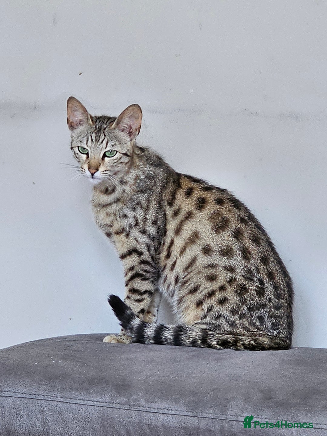 Savannah cats for sale: Savannah for sale - Image 2