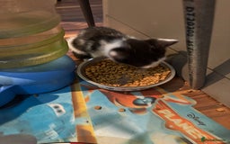 Domestic Shorthair cats for sale: Forever homes needed  - Image 22