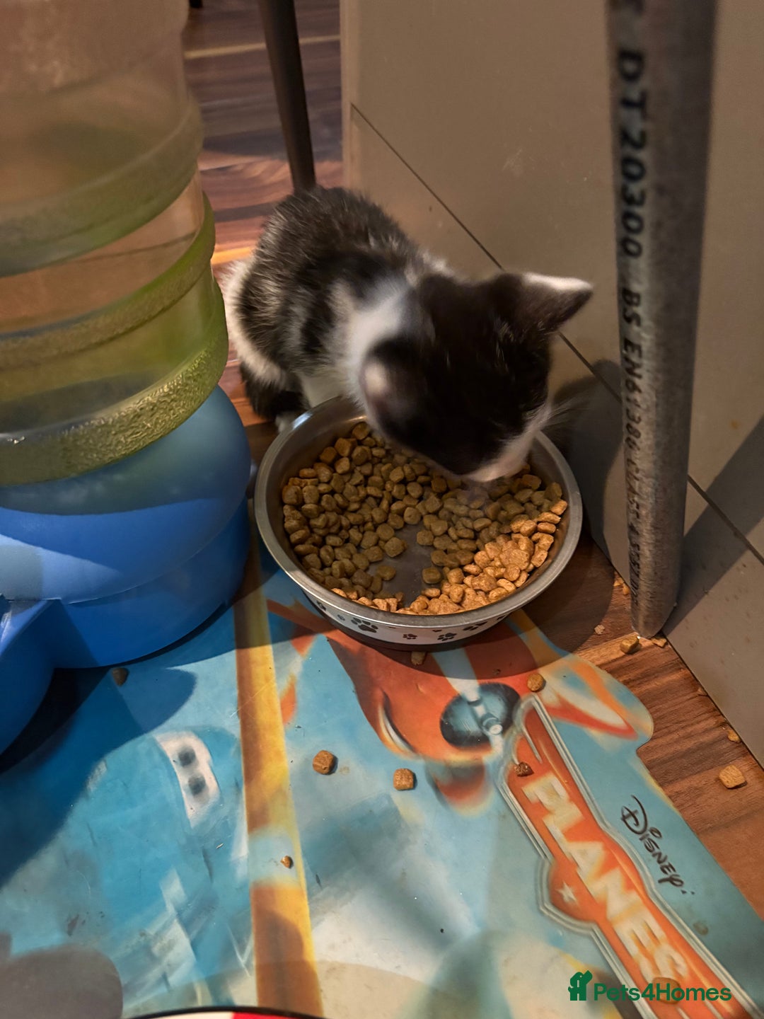 Domestic Shorthair cats for sale: Forever homes needed  - Image 22