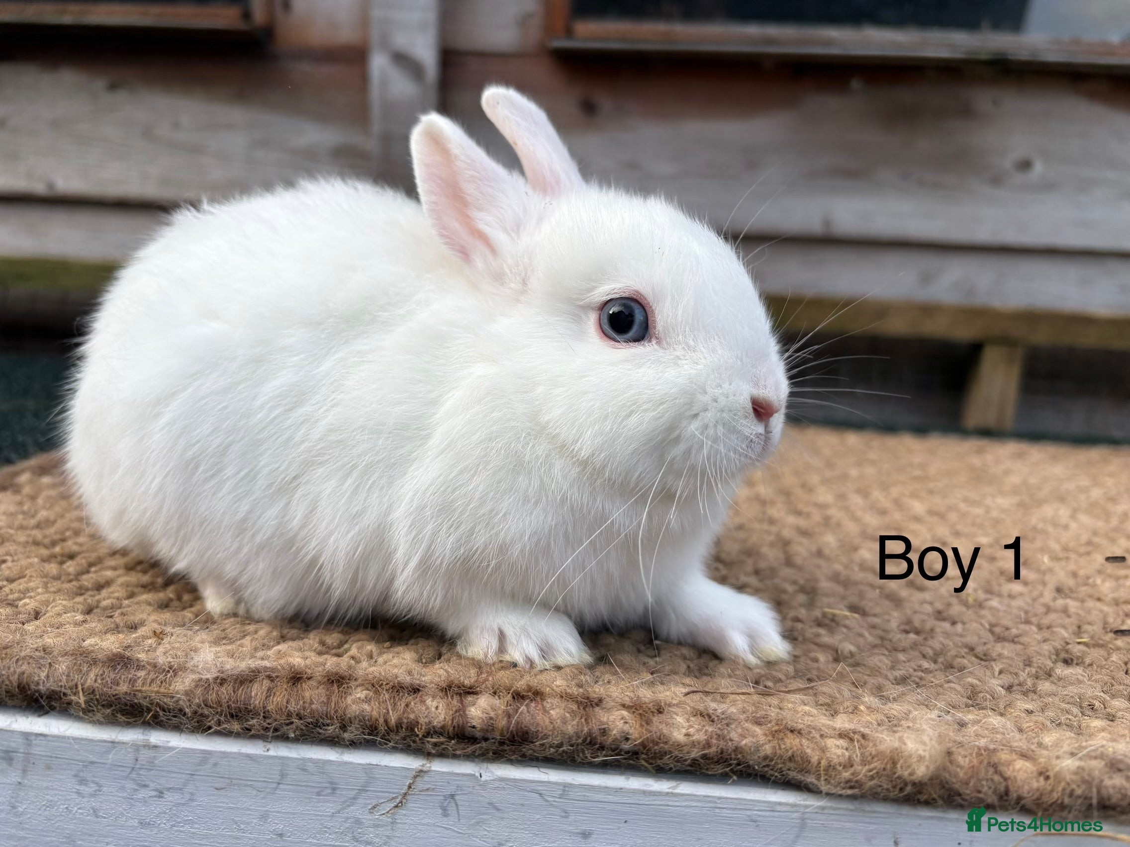Netherland Dwarf rabbits Baby Netherland dwarf rabbits for sale  - Advert 1