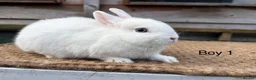 Netherland Dwarf rabbits for sale: Baby Netherland dwarf rabbits for sale  - Advert 1