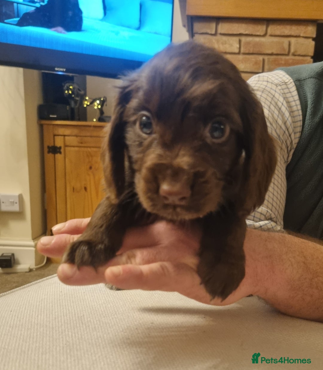 Cocker Spaniel dogs for sale: Gorgeous Working Cocker Boys - Advert 17