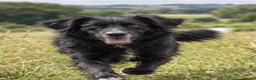 Mixed Breed dogs for sale: Border Collie x Golden Retriever Temperament Bred - Advert 5