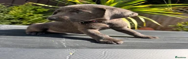 charcoal girl pink collar