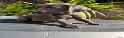 Labrador Retriever dogs for sale: ghost’s beautiful dozen - Advert 35