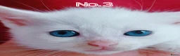Mixed Breed cats for sale: Ready Now - Trained Ragdoll Mix Kittens Blue Eyes - Advert 22