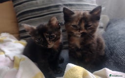 Mixed Breed cats for sale: Kittens  - Image 4