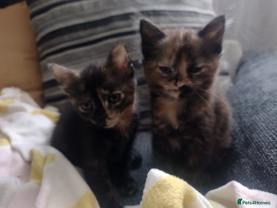 Mixed Breed cats for sale: Kittens  - Image 4