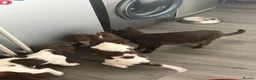 English Springer Spaniel dogs for sale: English Springer spaniel  in Carmarthen - Advert 7