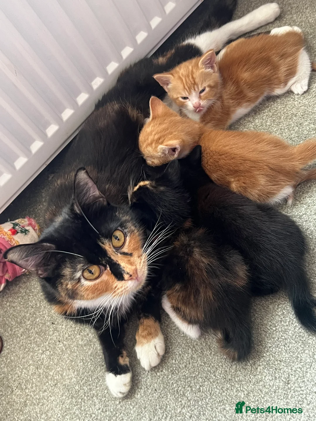 Mixed Breed cats for sale: Kittens for sale  - Advert 2