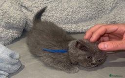 British Shorthair cats for sale: REDUCED!!! Stunning British Short Hair Kittens - Image 20