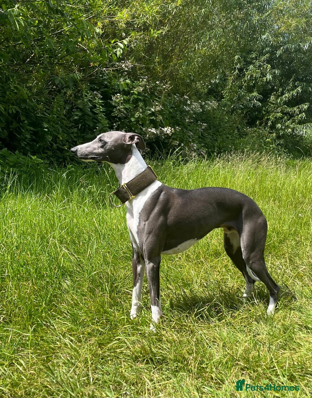 Whippet dogs for stud: Whippet For Stud in Eastbourne - Advert 1