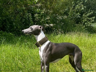 Whippet dogs Whippet For Stud in Eastbourne - Advert 5