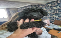 Sproodle dogs for sale: Beautiful Sproodles 1 black girl&1 chocolate boy - Image 1