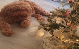 Mini Goldendoodle dogs for sale: Toy Golden Doodles ~ Mini, Loving & Hypoallergenic - Image 13