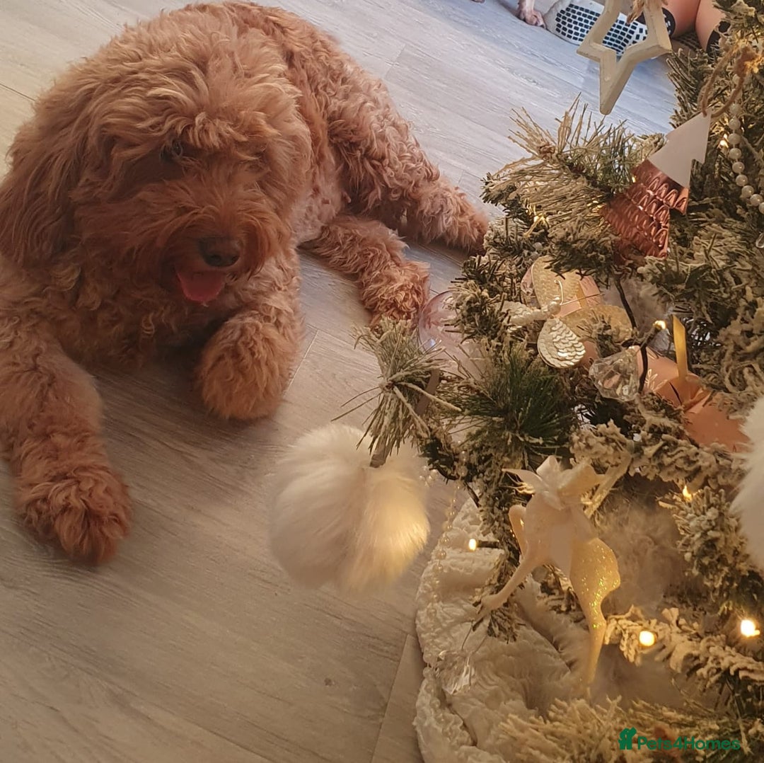 Mini Goldendoodle dogs for sale: Toy Golden Doodles ~ Mini, Loving & Hypoallergenic - Image 13