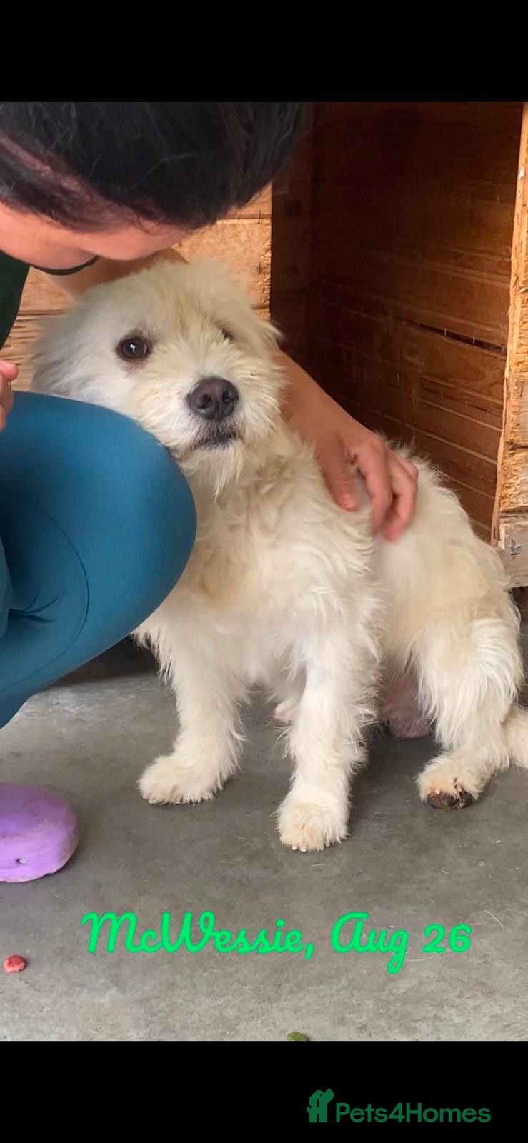 Mixed Breed dogs McWessie, 2-3 yrs old. Available for adoption. - Advert 1