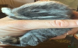 Rex rabbits for sale: Two beautiful rabbit litters - Image 33