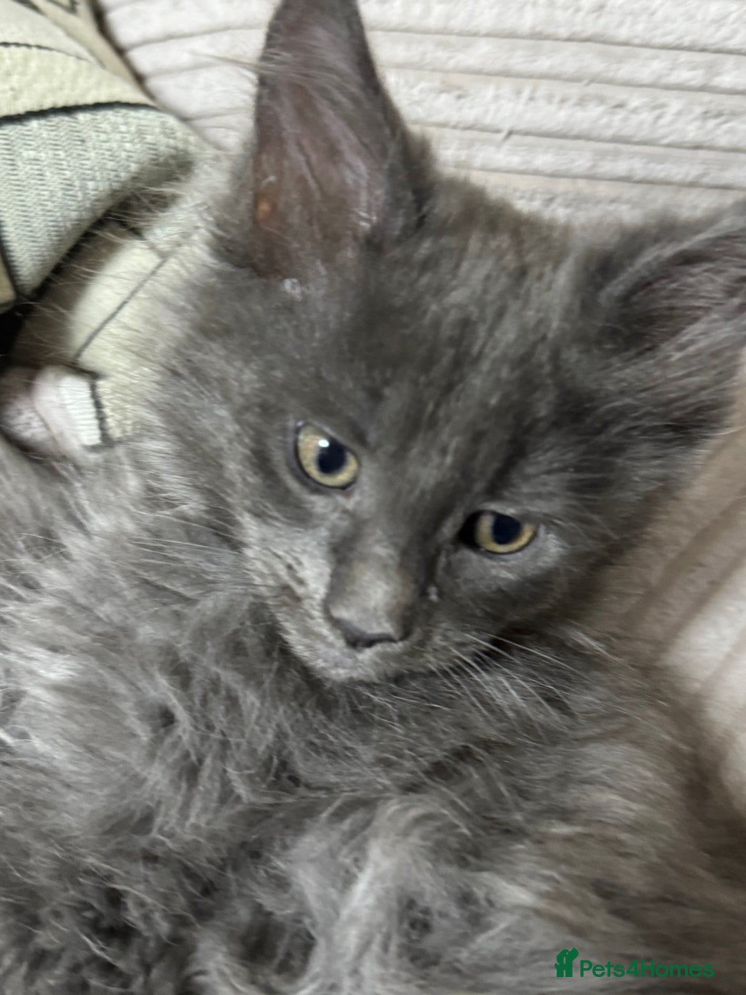 Maine Coon cats for sale: Adorable pure breed Maine coon Kittens’s for sale - Advert 15