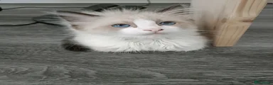 Ragdoll Kitten 1