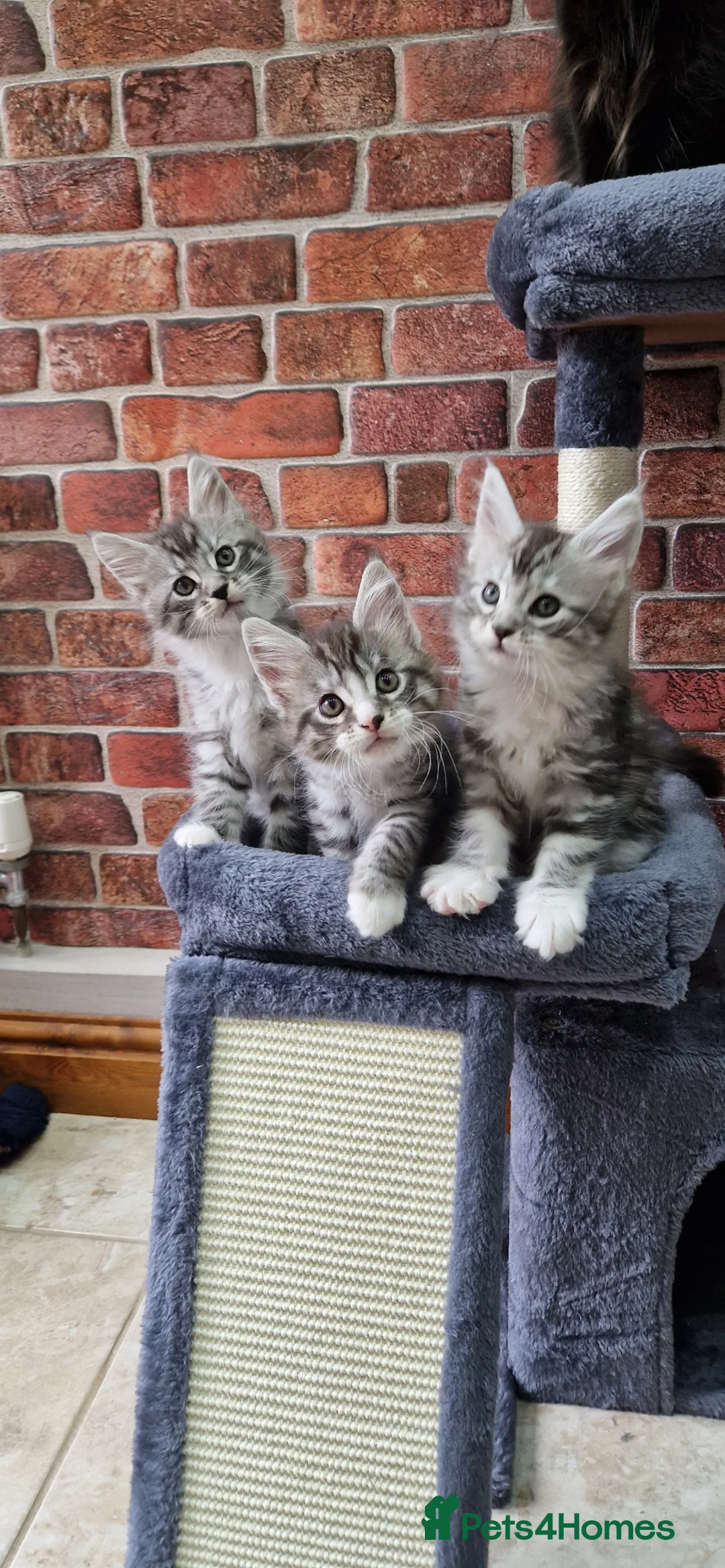 Maine Coon cats for sale: Full Pedigree mainecoon kittens  - Advert 1