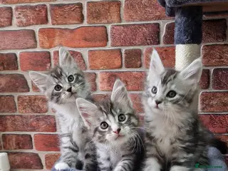 Maine Coon cats Full Pedigree mainecoon kittens - Advert 6