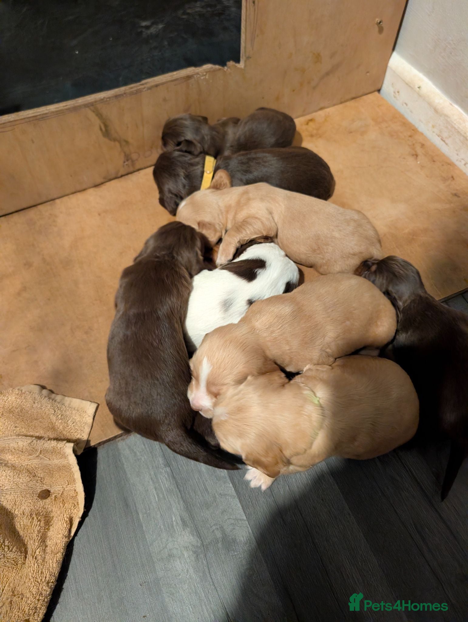 Cocker Spaniel dogs Stunning litter working cocker spaniels lemon   - Advert 1