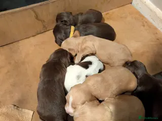 Cocker Spaniel dogs cocker spaniels working type stunning pups - Advert 1
