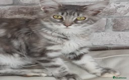 Maine Coon cats for sale: Full pedigree maine coon kittens for sale - Image 1