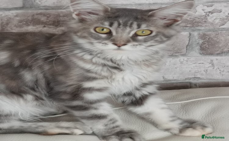 Maine Coon cats - Advert 11