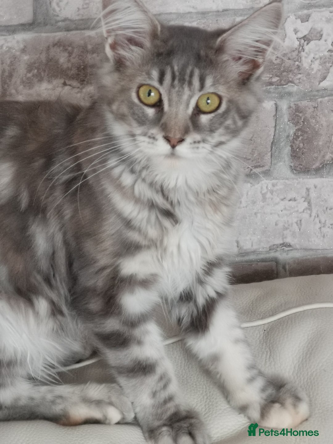 Maine Coon cats for sale: Full pedigree maine coon kittens for sale - Image 1