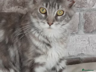 Maine Coon cats - Advert 6