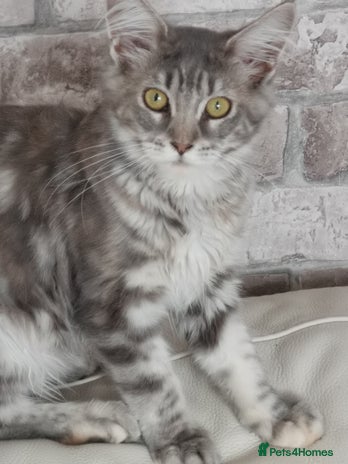 Maine Coon cats - Advert 14