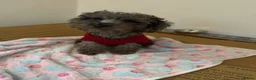 Miniature Poodle dogs for sale: I have two amazing puppies  in Enfield - Advert 4