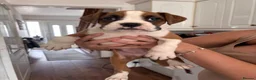 Boxer dogs for sale: Female Boxer Puppy - Advert 2