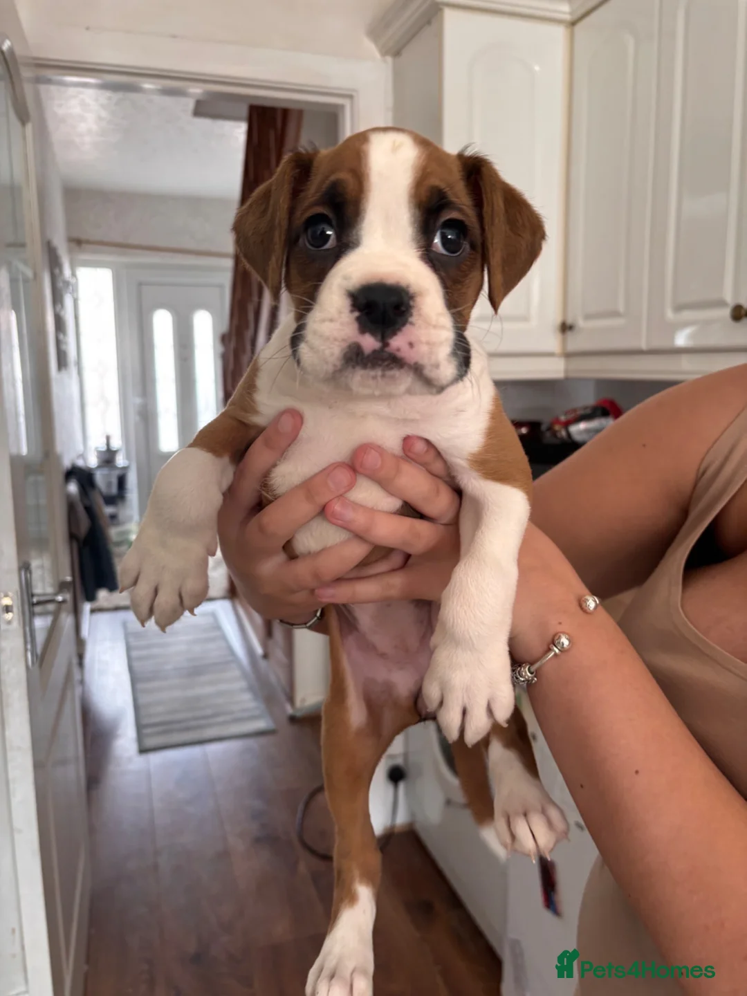 Boxer dogs for sale: Female Boxer Puppy - Advert 2