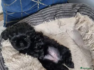 Shih Tzu dogs 💖 Imperial Shih Tzu only 2 left-1 boy&black girl - Advert 12