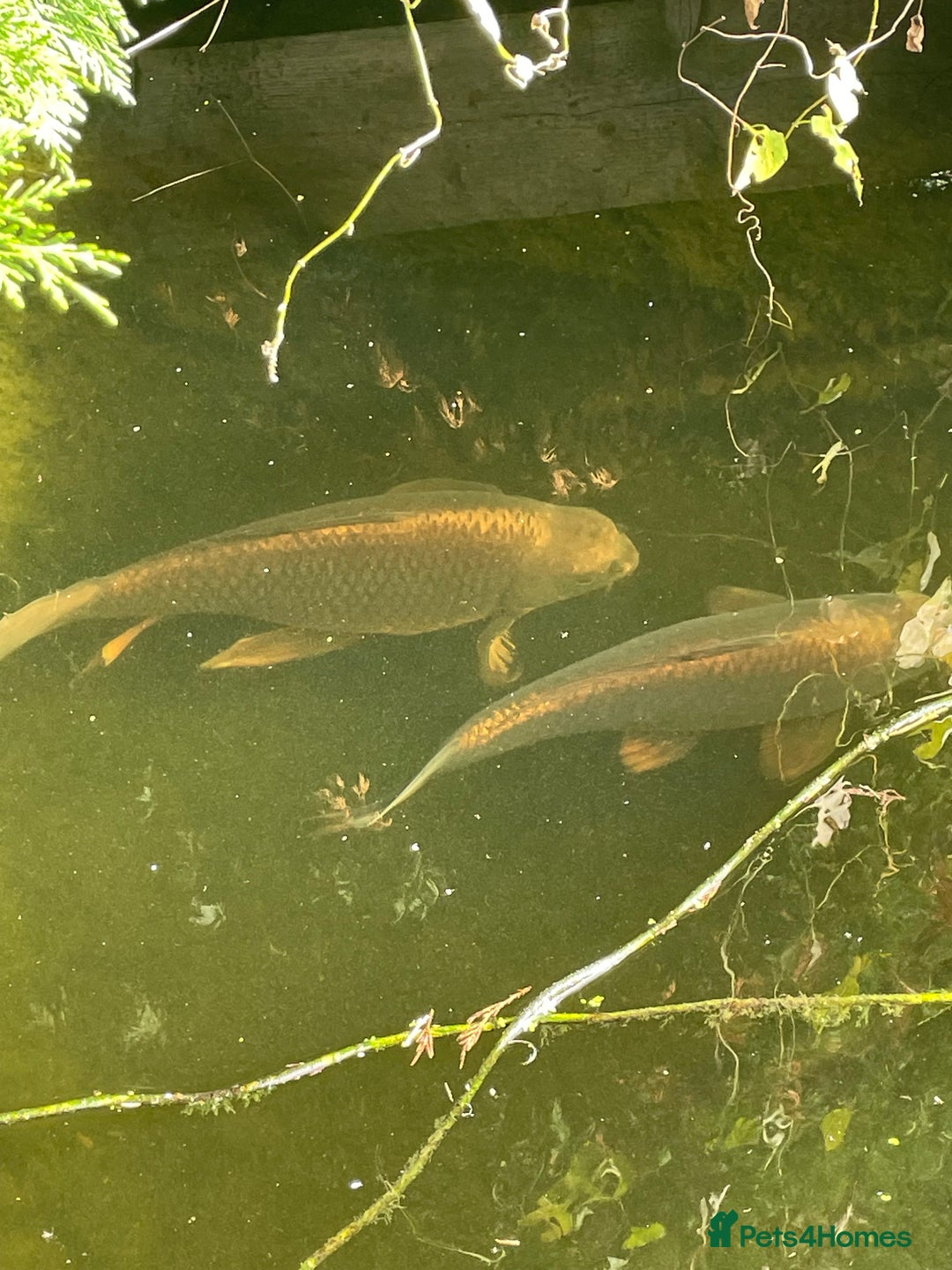 Koi Carp fish for sale: Koi Carp for Sale (rehoming due to baby and dog)  - Advert 31