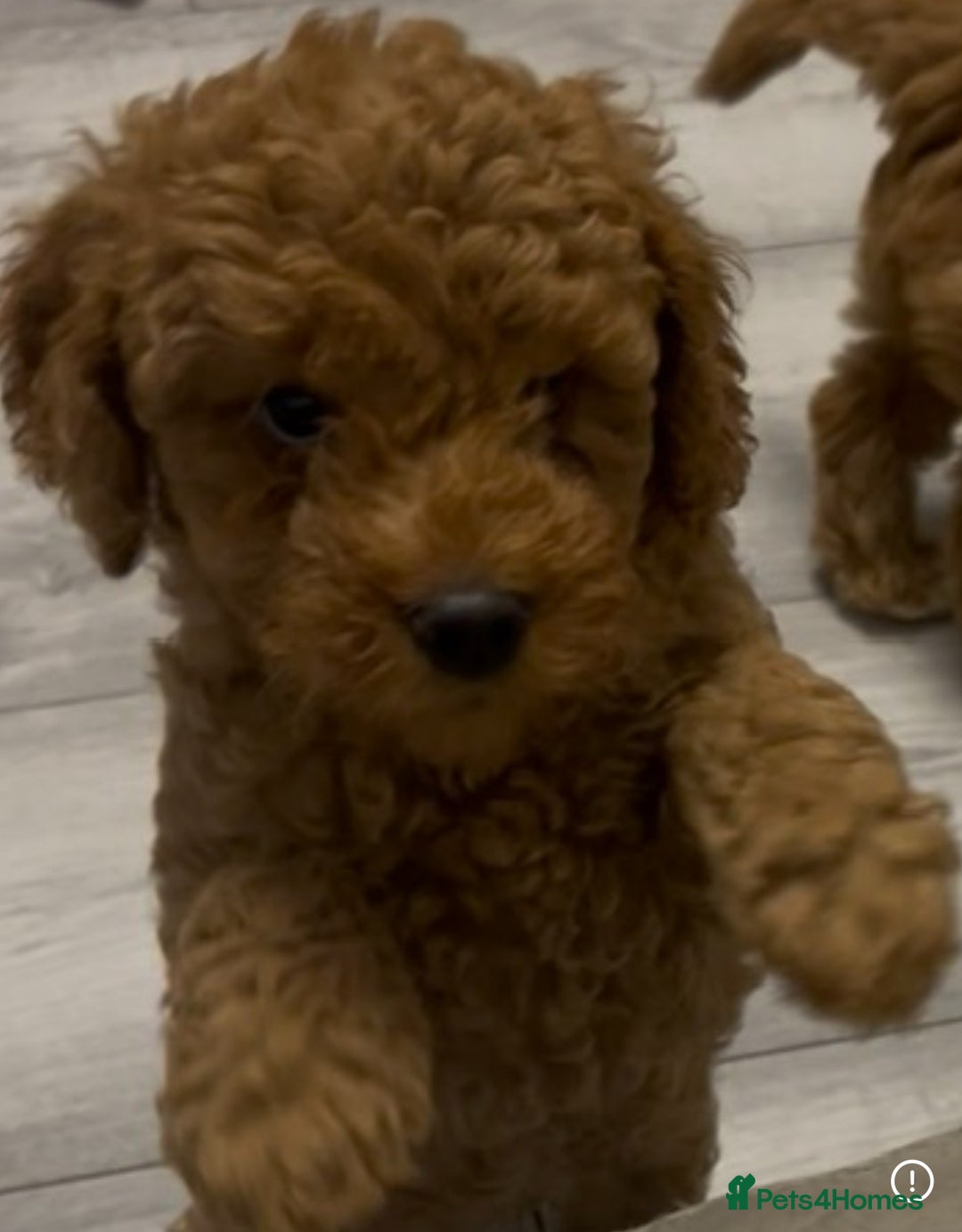 Cockapoo dogs for sale: 5 🌟 fox red cockapoo babies  ready  🏠 now 🐶 - Image 13