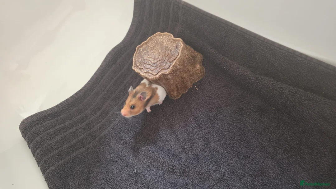Hamster rodents for sale: Young Syrian hamster for sale - Advert 2