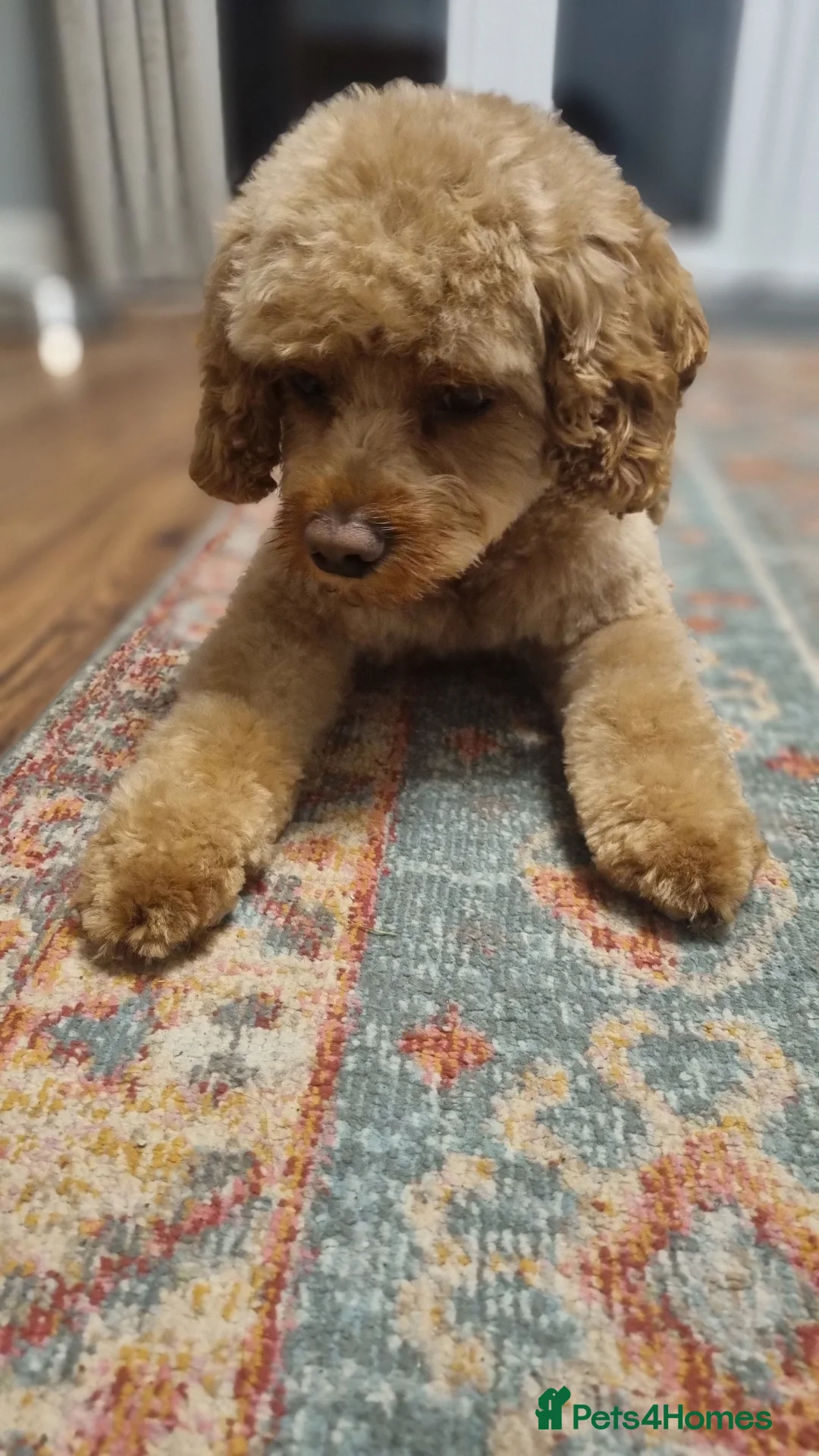 Cavapoo dogs for stud: Experienced, proven and health tested cavapoo stud in London - Advert 34