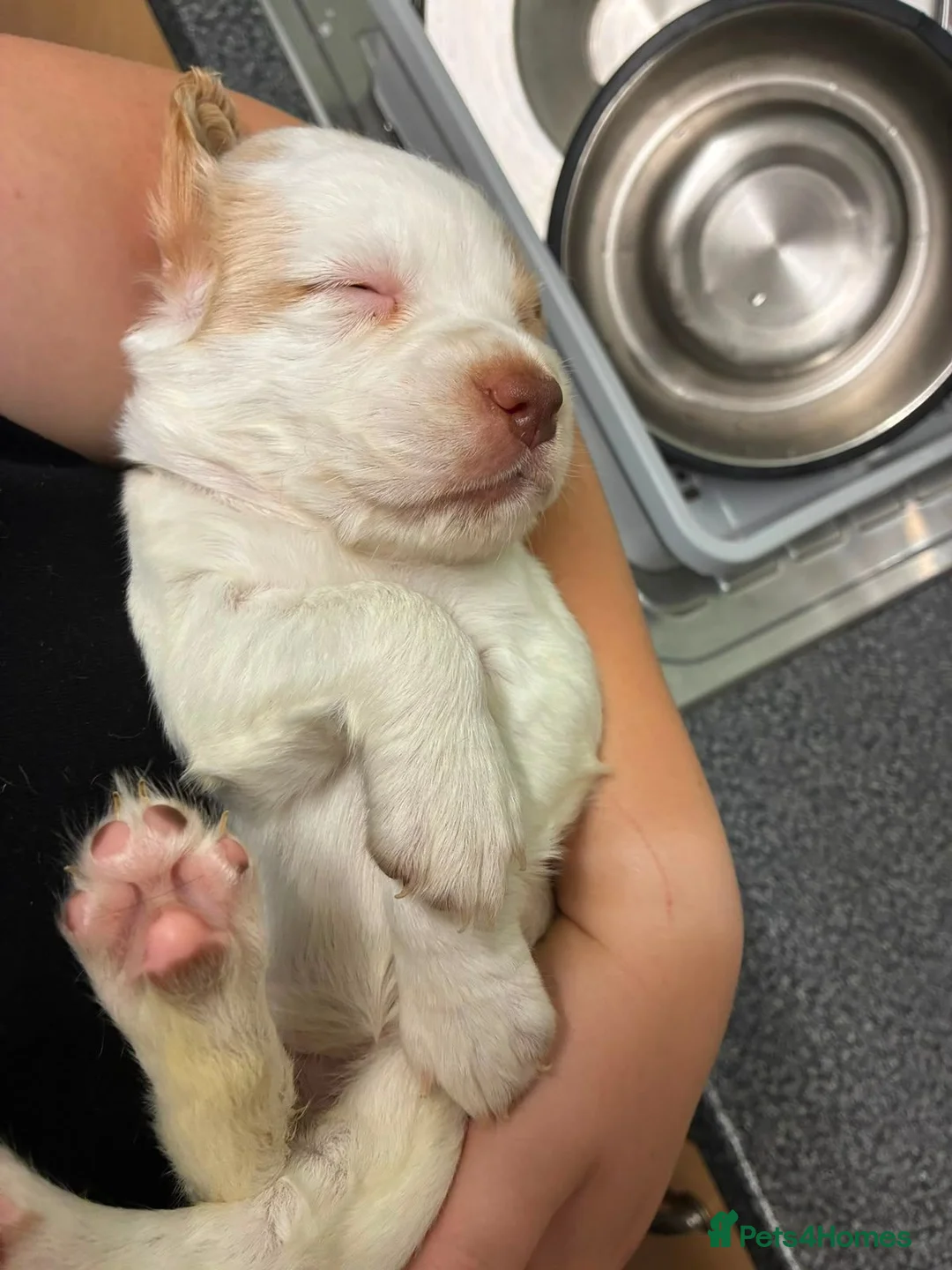 Sprocker dogs for sale: Sprocker spaniel puppies for sale in Swaffham - Advert 10