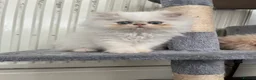 Persian cats for sale: 🐾 Persian Kittens for Sale 🐾 in Coventry - Advert 6