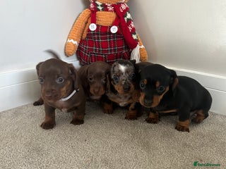 Miniature Dachshund dogs Miniature dachshunds puppies - Advert 3