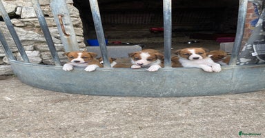 Welsh Collie dogs - Advert 11