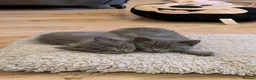 Russian Blue cats for sale: Russian Blue x British Shorthair kittens - Advert 4