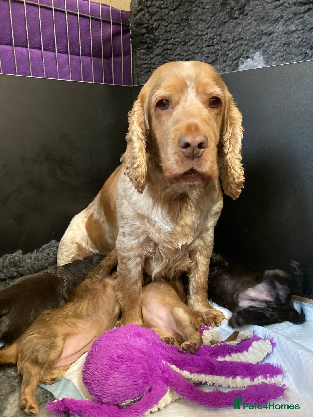 Cocker Spaniel dogs for sale: KC Reg Show Cocker Ext health tested - Image 24