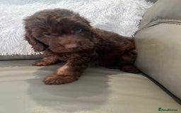 Cockapoo dogs for sale: F1 toy Cockapoo puppies  - Image 7