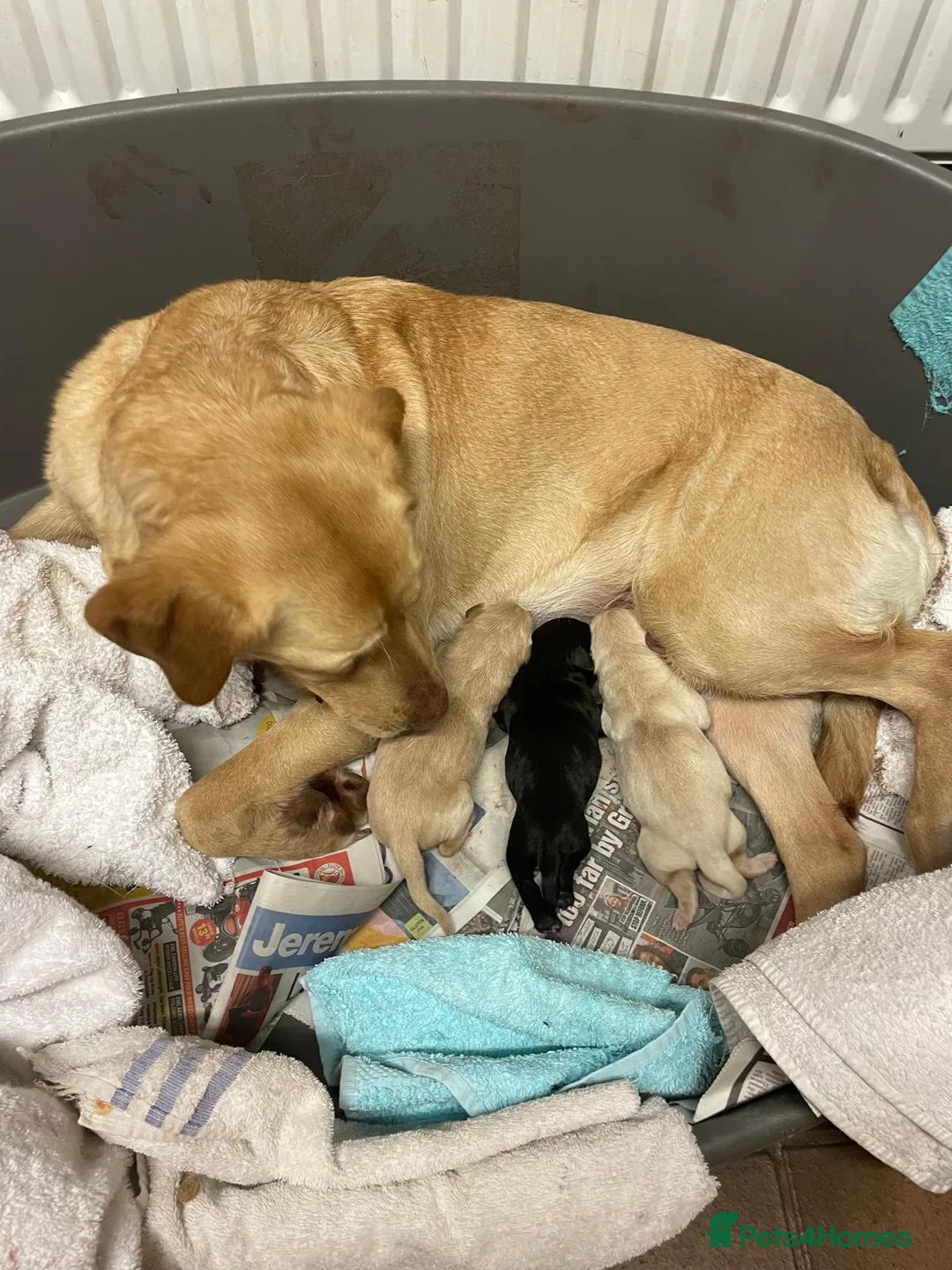 Labrador Retriever dogs for sale: Golden Labrador Pups in Penrith - Advert 1